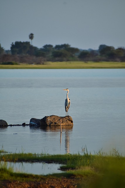 Free Pelican Bird photo and picture
