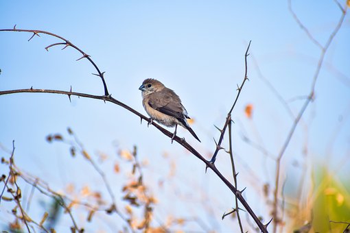 Free Bird Nature photo and picture