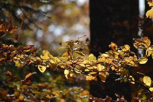 Free Leaves Branches photo and picture