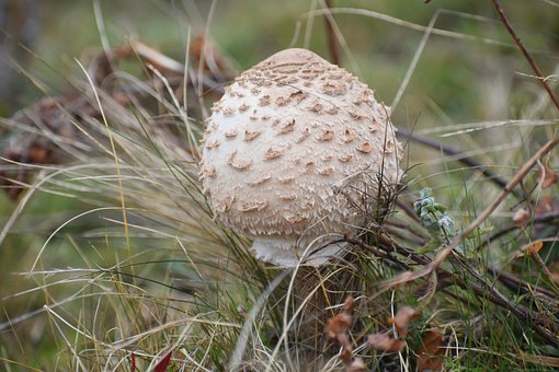 Free Mushroom Autumn photo and picture