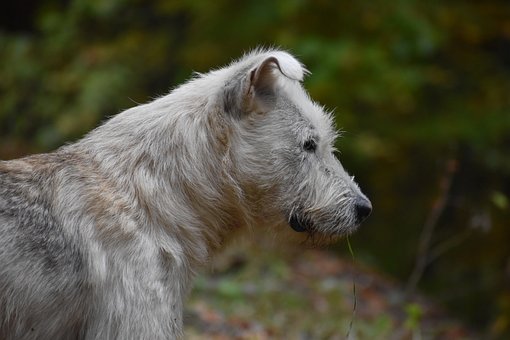 Free Dog Canine photo and picture