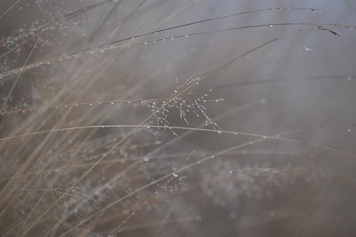 Free Grass Drop photo and picture