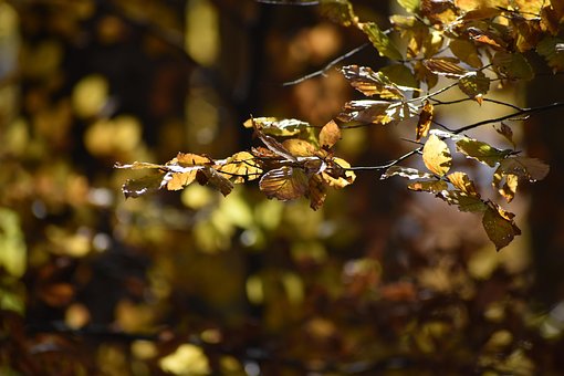 Free Leaves Twig photo and picture