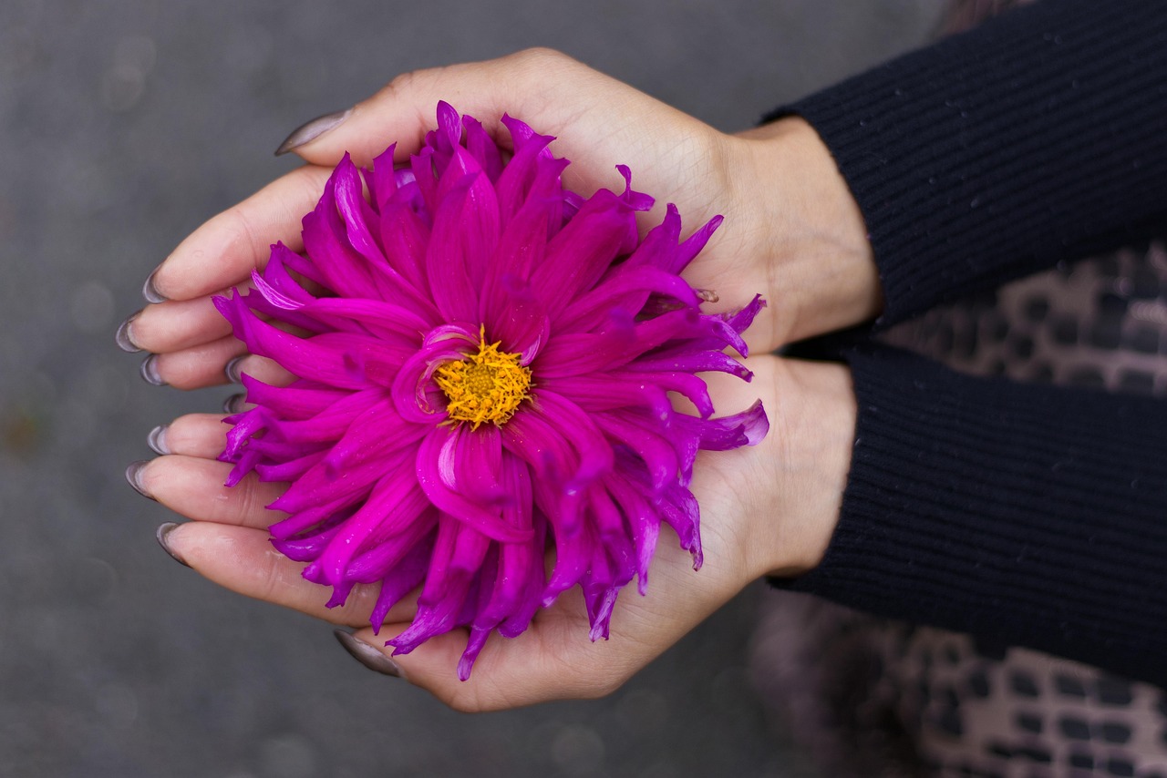 Welche Blume Steht Für Entschuldigung Blume Frieden Hände Lila - Kostenloses Foto auf Pixabay - Pixabay