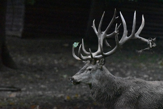 Deer Rutting Season Red - Free photo on Pixabay