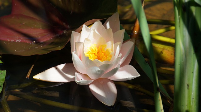 Free Water Lily Petals photo and picture