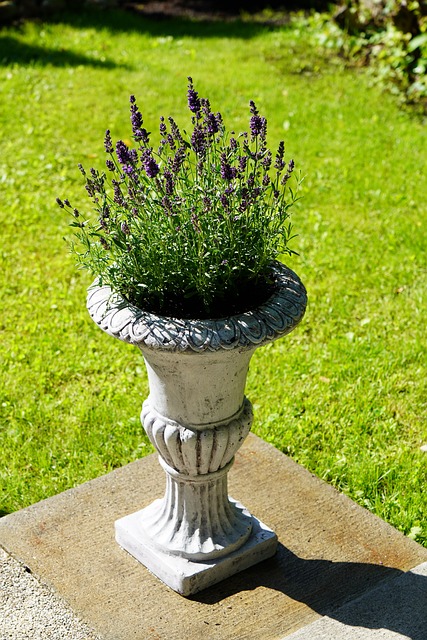 Free Lavender Flower photo and picture