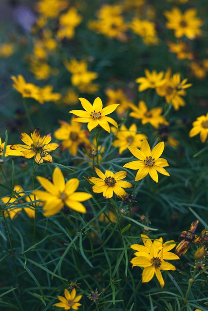 Blumen, Gelbe Blumen, Herbst, Blüte