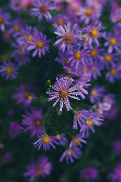 Blumen, Lilane Blumen, Garten