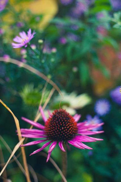 Sonnenhut, Lila Blume, Blume, Garten