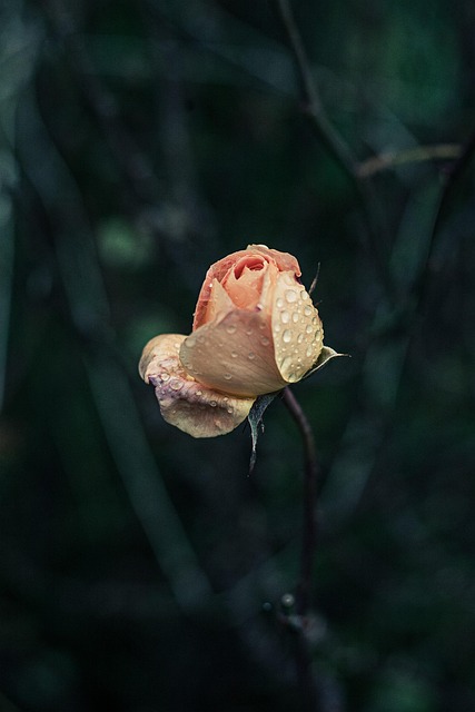 Rose, Blume, Tau, Pflanze, Regentropfen