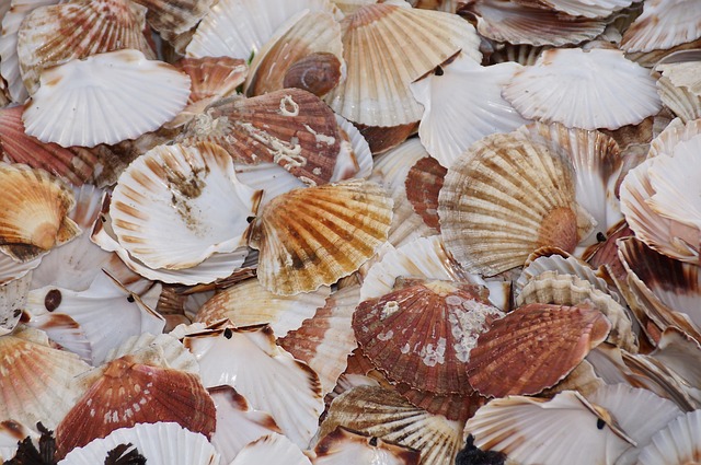 Free Shellfish Shell photo and picture