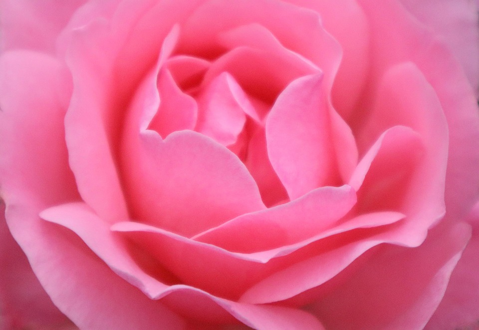 Rose Rosa Folhas De - Foto gratuita no Pixabay - Pixabay