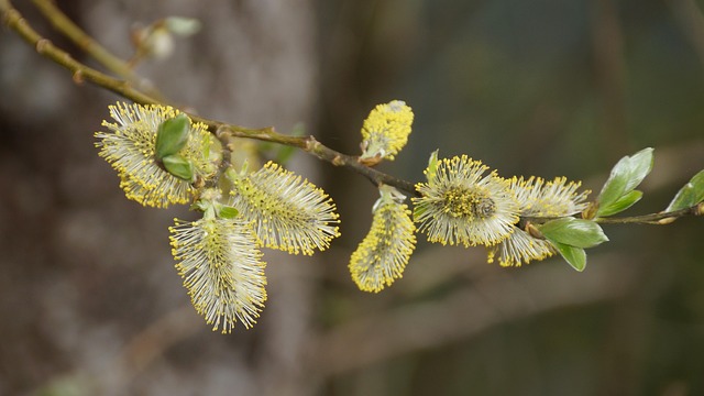 Free Willow Catkin Spring photo and picture