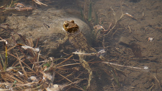 Free Frog Toad photo and picture
