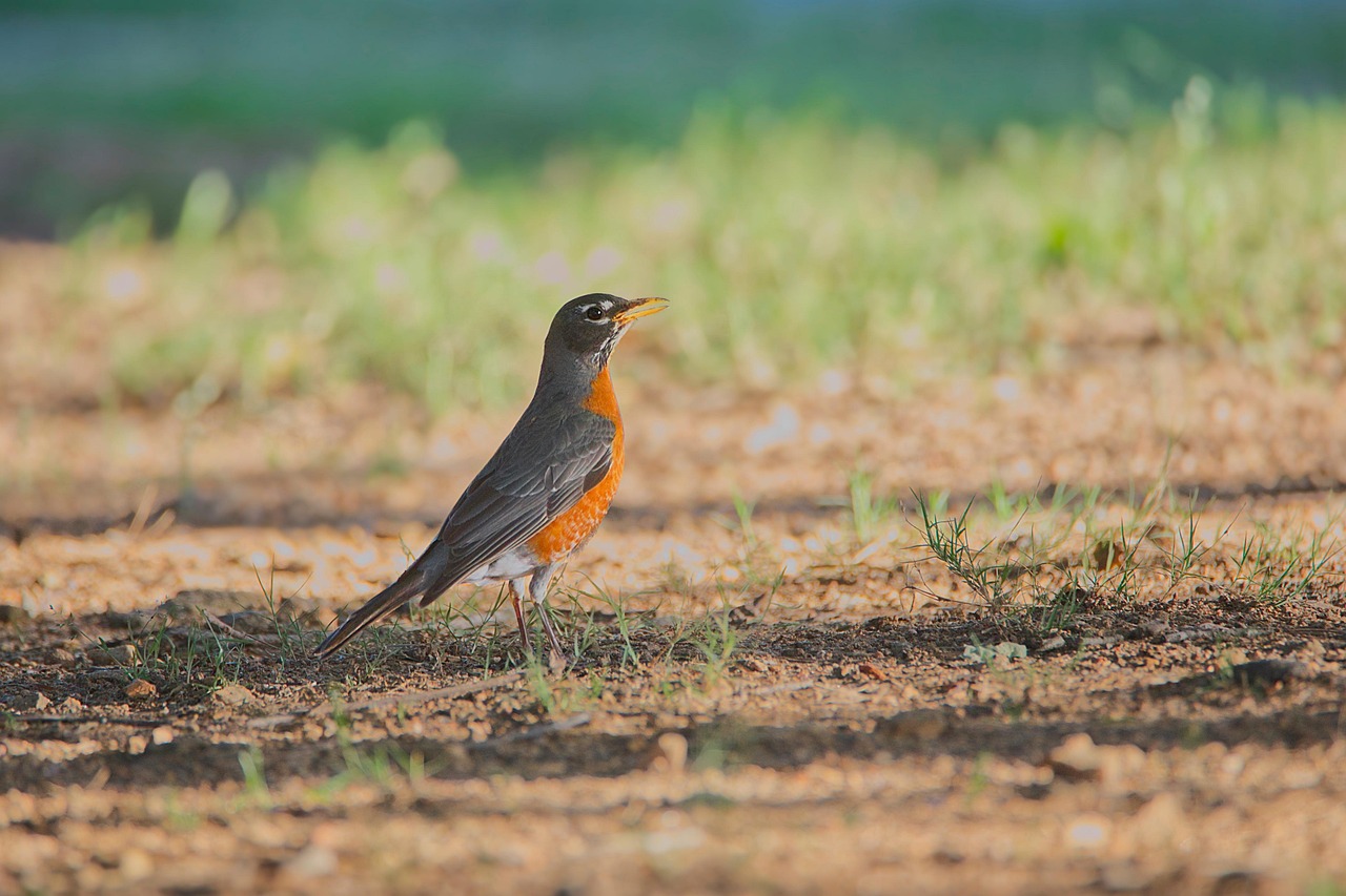 100+ Free American Robin &amp; Nature Images - Pixabay