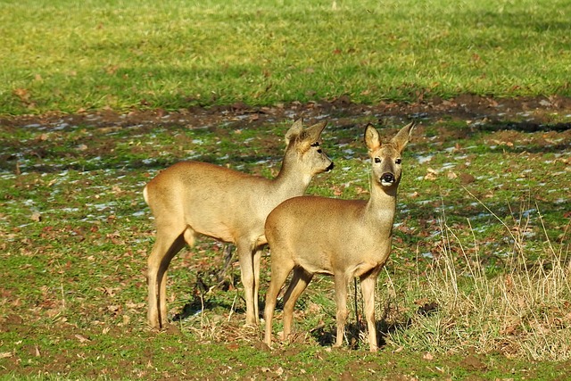 鹿 ノロジカ 野生 - Pixabayの無料写真 - Pixabay