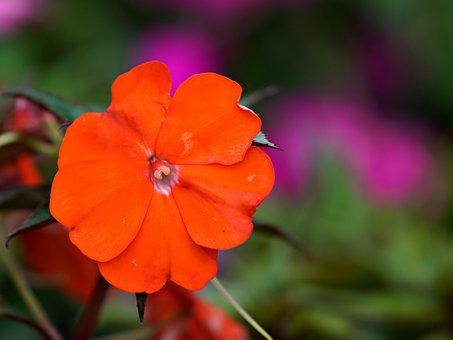 超过100 张关于 凤仙花 和 植物 的免费图片 Pixabay