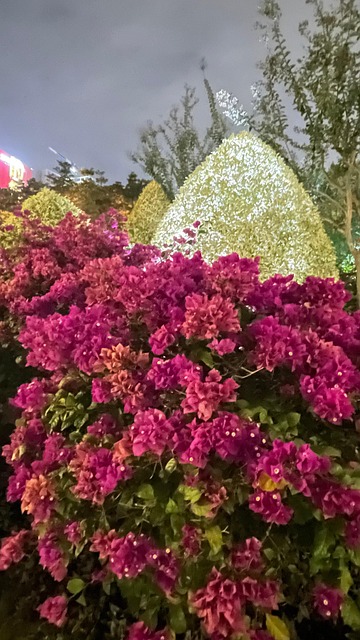 Blomster, Våren, Rosa, Nattvisning