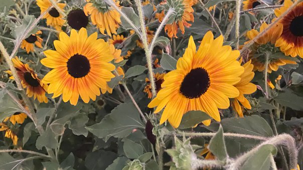 Solsikke, Blomst, Blomster, Høst, Park