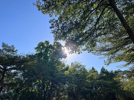 Solskinn, Bladene, Høst, Skog, Naturlig