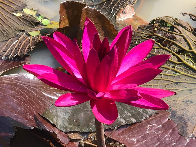 Free Lotus Pink photo and picture