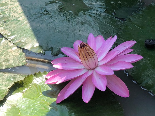 Free Lotus Flowers photo and picture