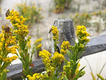 Free Beach Flower photo and picture