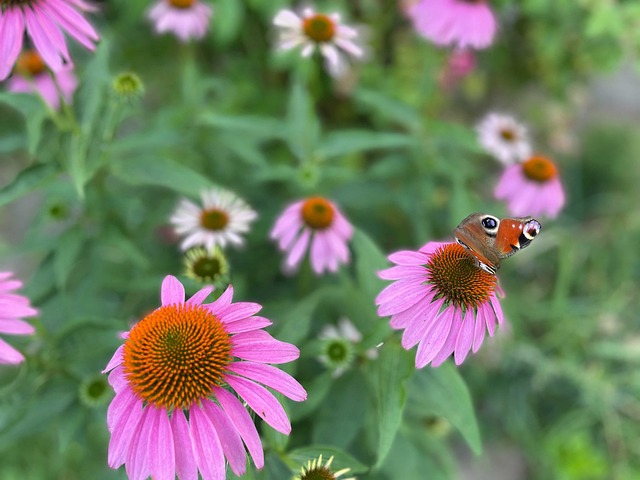 Free Flowers Buterfly photo and picture