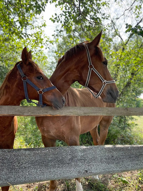 Free Horse Horse Head photo and picture