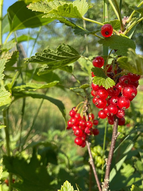Free Red Currant Currant photo and picture