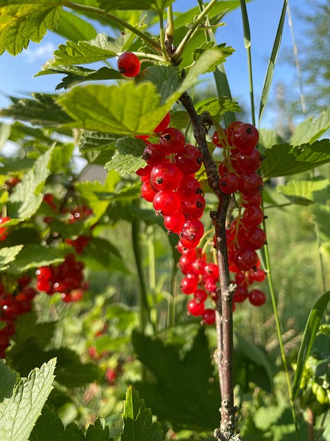 Free Red Currant Berries photo and picture