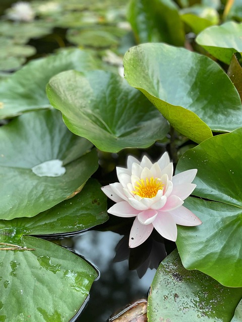 Free Water Water Flower photo and picture
