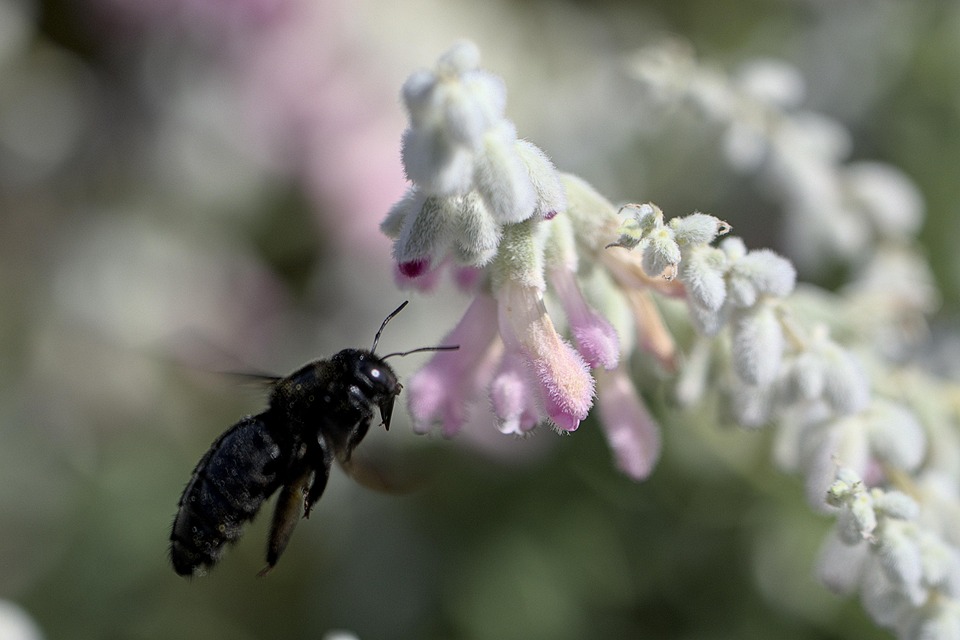 Bee Flight Close Up - Free photo on Pixabay