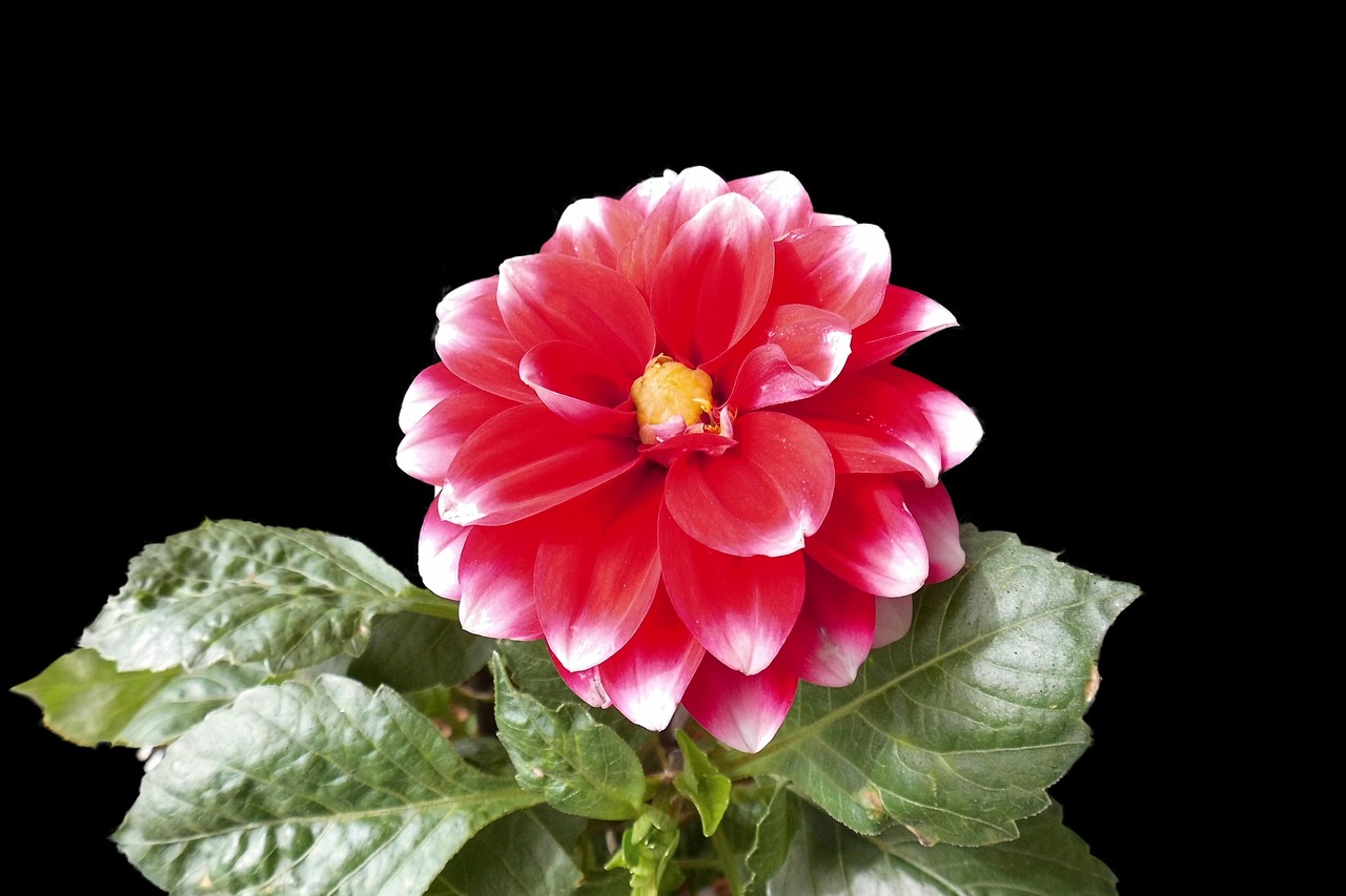 Dahlia Fleurir Bloom - Photo gratuite sur Pixabay - Pixabay