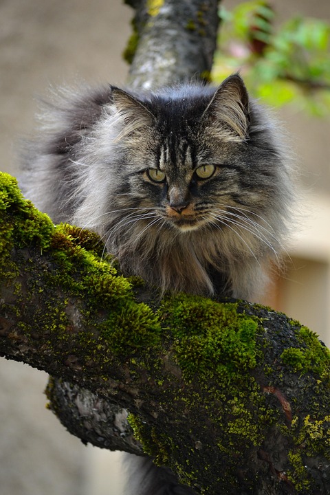 Cat Arbre Chaton - Photo gratuite sur Pixabay - Pixabay