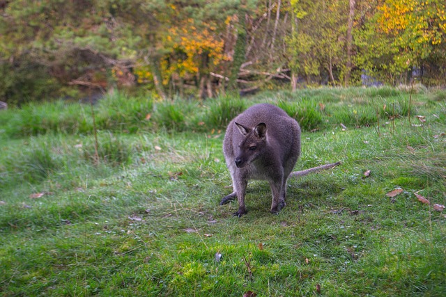 Natur Kænguru Australien - Gratis foto på Pixabay - Pixabay