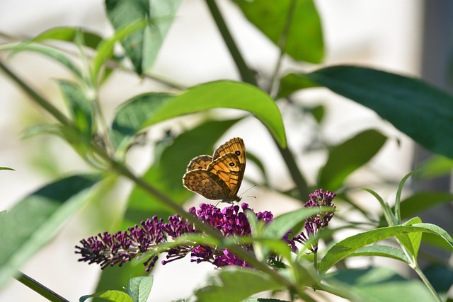 Free Butterfly Butterfly Bush photo and picture