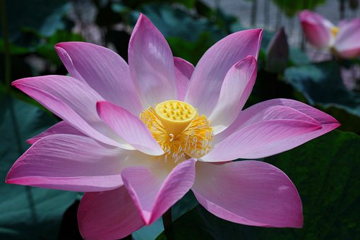 Blomst, Lotus, Kronblade, Blomstre