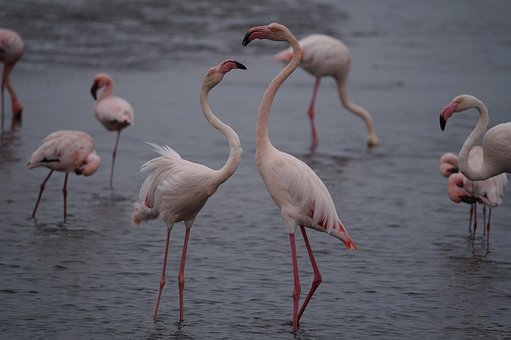 Free Flamingos Sea photo and picture