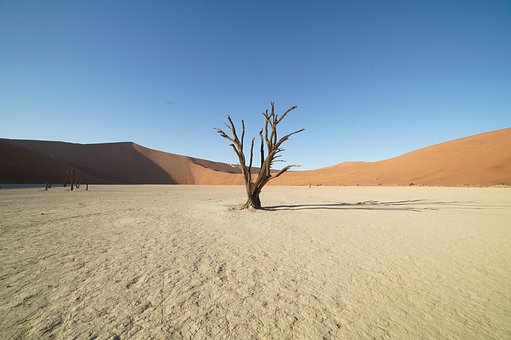 Free Tree Deadvlei photo and picture