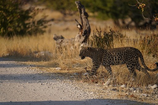 Free Leopard Animal photo and picture