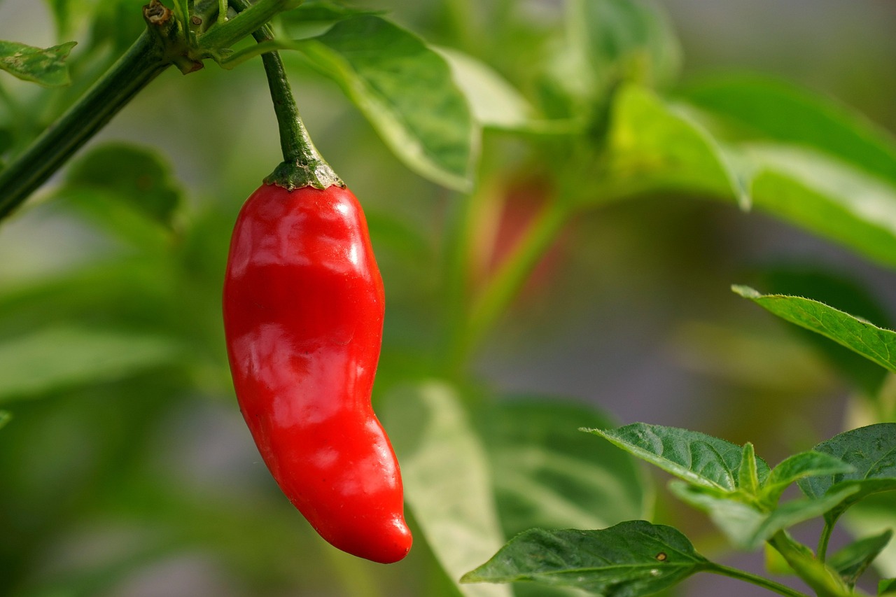 Chilli Paprika Organic Free photo on Pixabay Pixabay