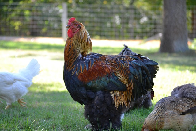Free Rooster Bird photo and picture