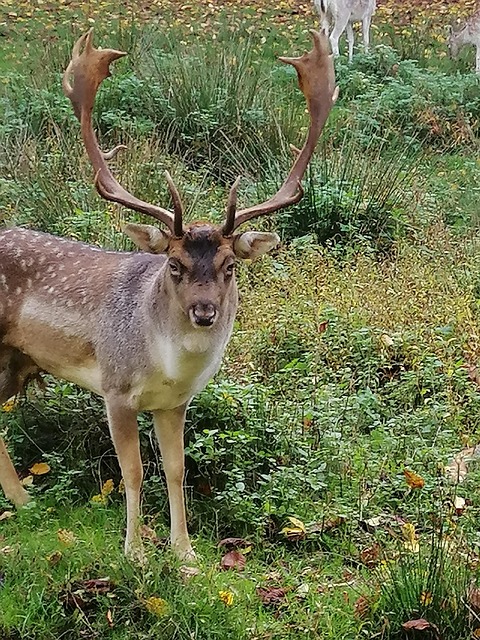 Free Nature Forest photo and picture