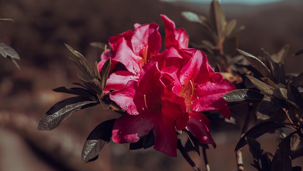 Flor, Natureza, Planta, Botânica, Bloom