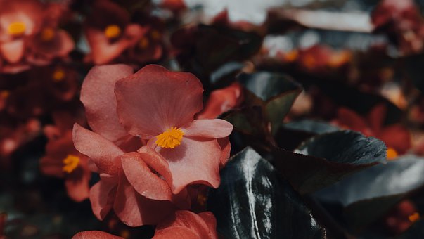 Flor, Planta, Natureza, Botânica, Bloom
