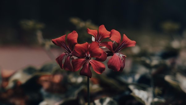 Flor, Natureza, Arvores, Botânica, Bloom