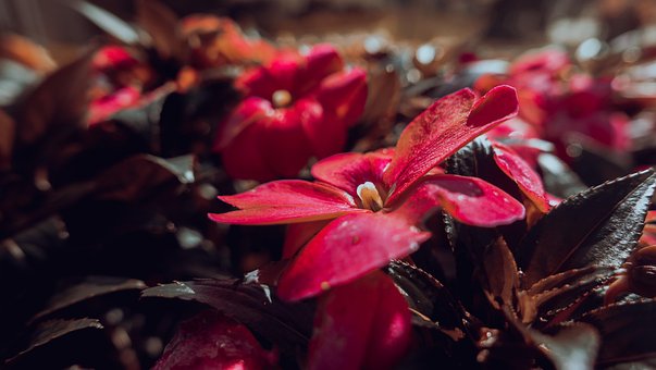Flores, Jardim, Natureza