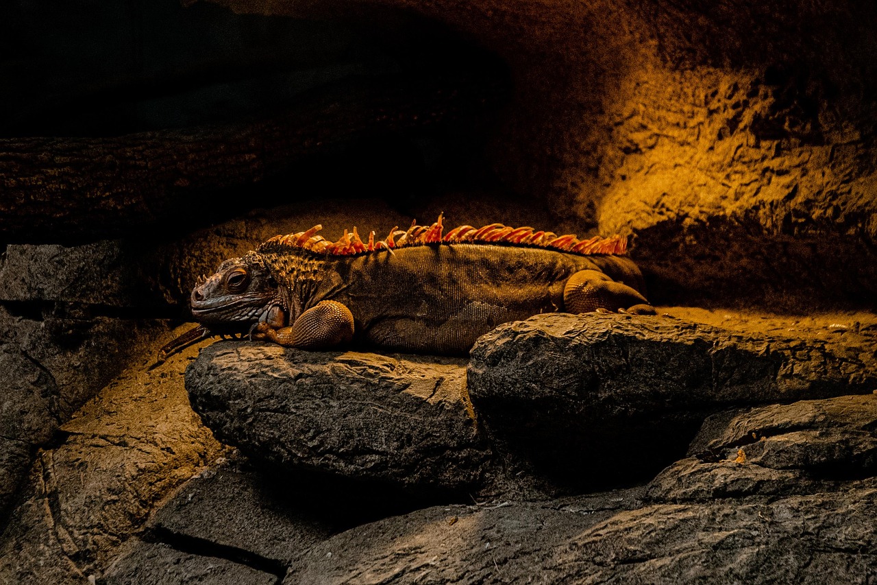 Lizard - free online jigsaw puzzle photo